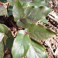 Paeonia cambessedesii 